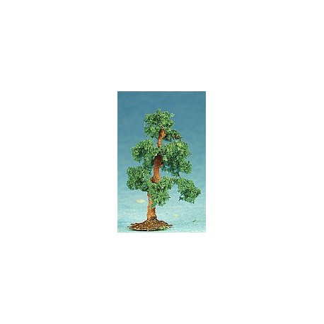 borovice pf (výška cca 4cm)