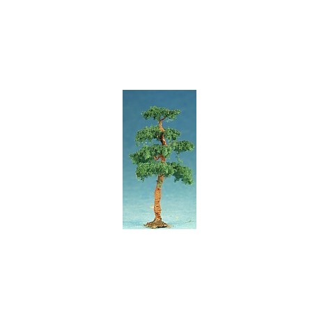 borovice pf (výška cca 7cm)